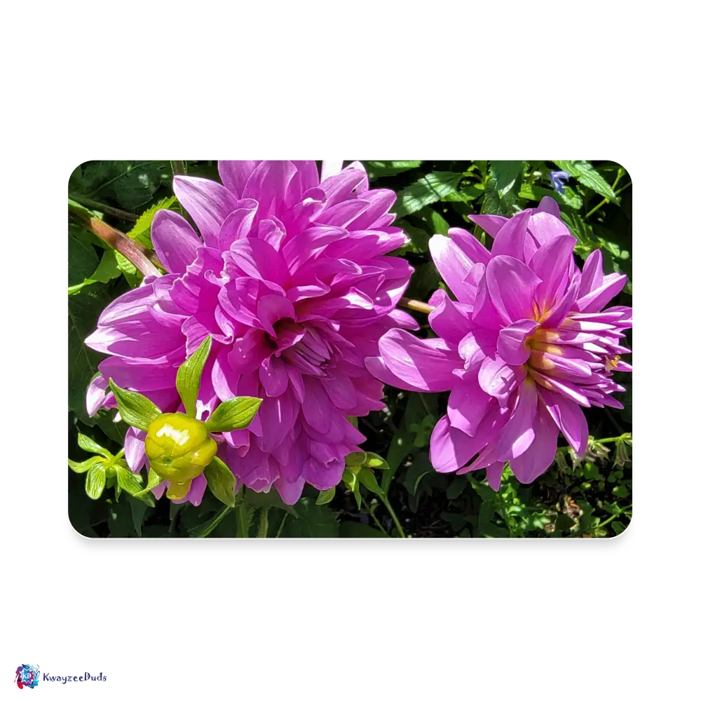Giverny Dahlia Pinnata Flower Rectangle Magnet - white