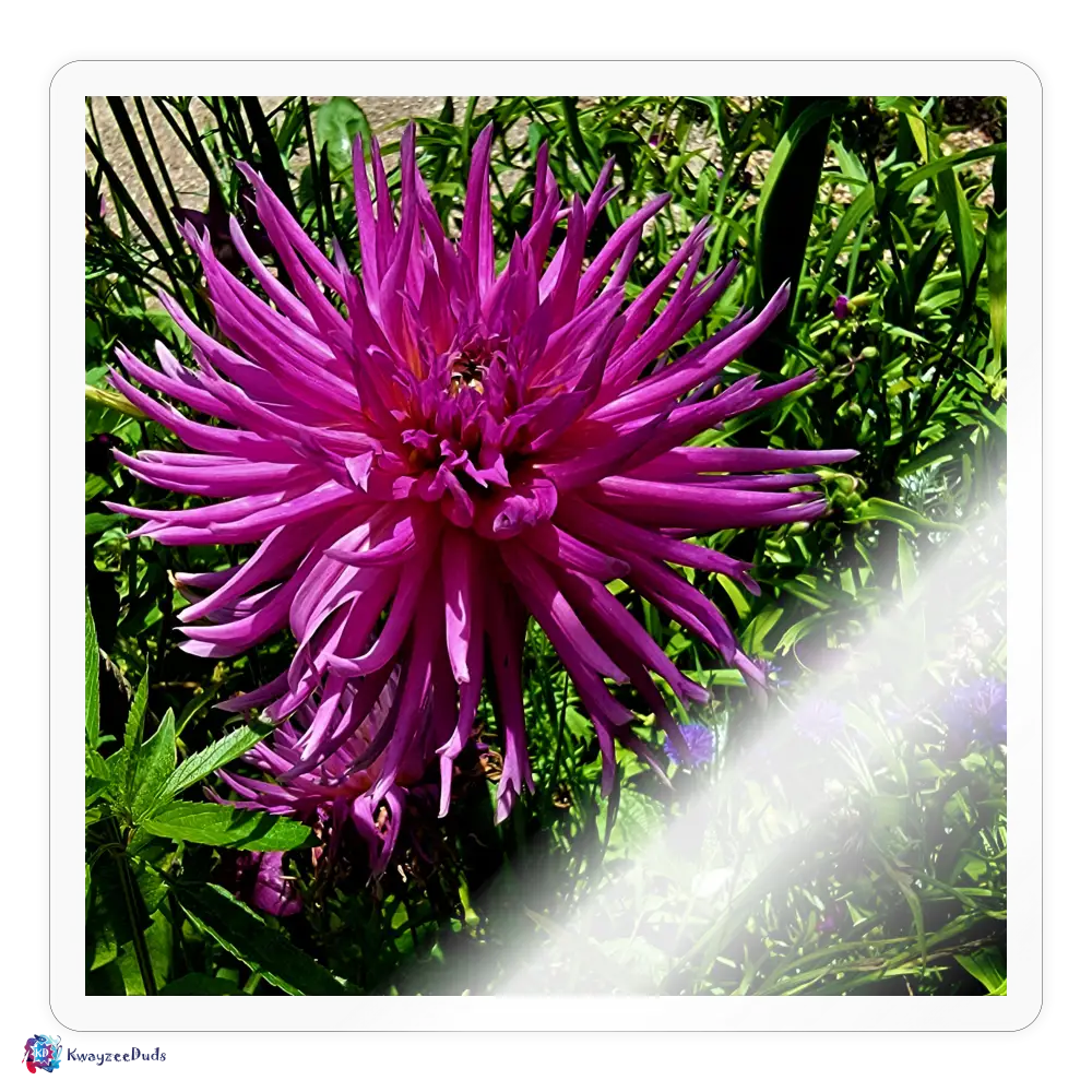 Giverny Dahlia Sticker - transparent glossy