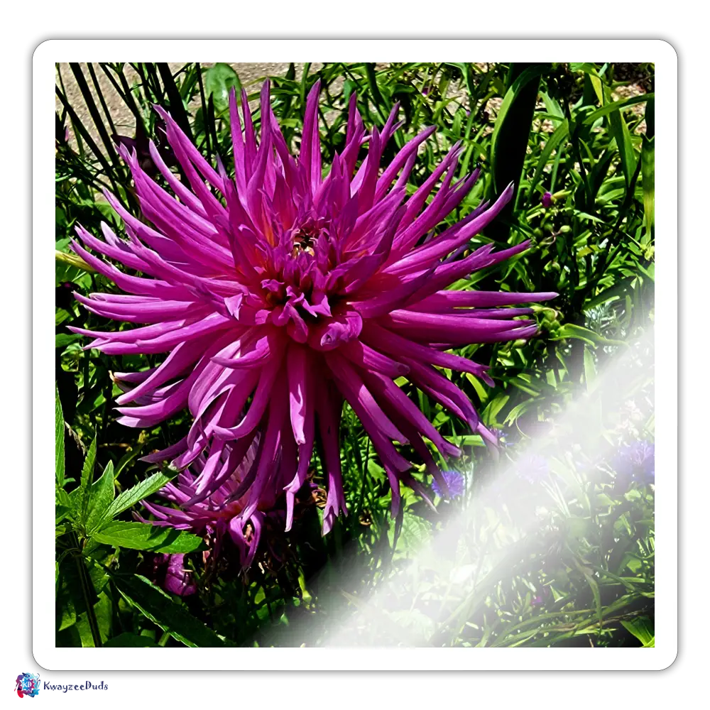 Giverny Dahlia Sticker - white glossy