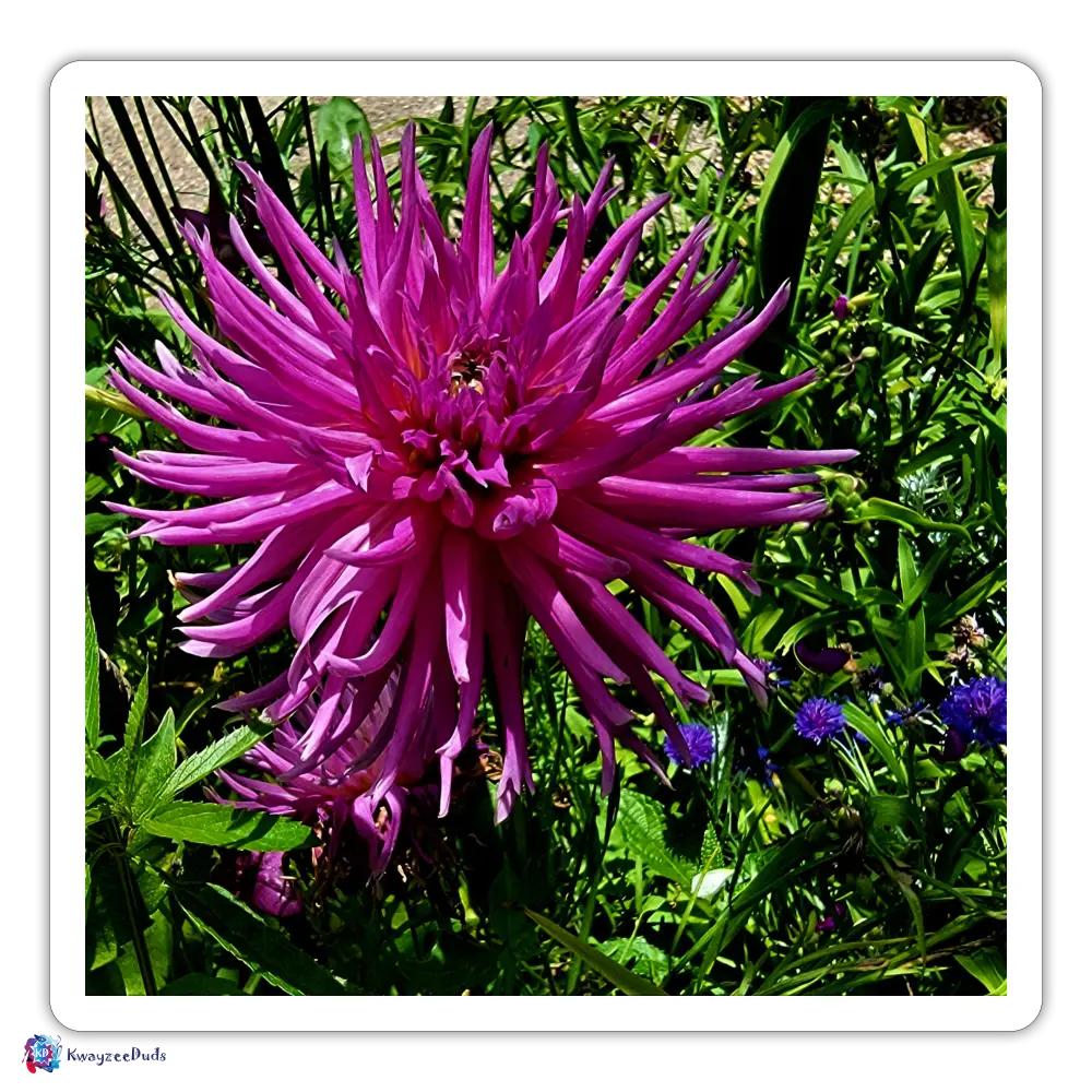 Giverny Dahlia Sticker - white matte