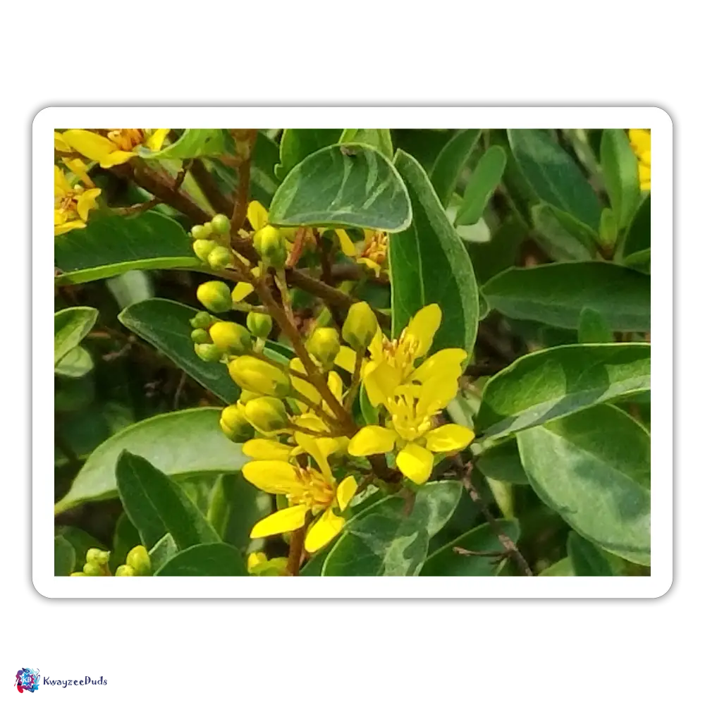 Lodi Garden Yellow Flowers Sticker - white matte