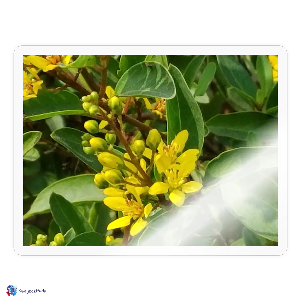 Lodi Garden Yellow Flowers Sticker - transparent glossy