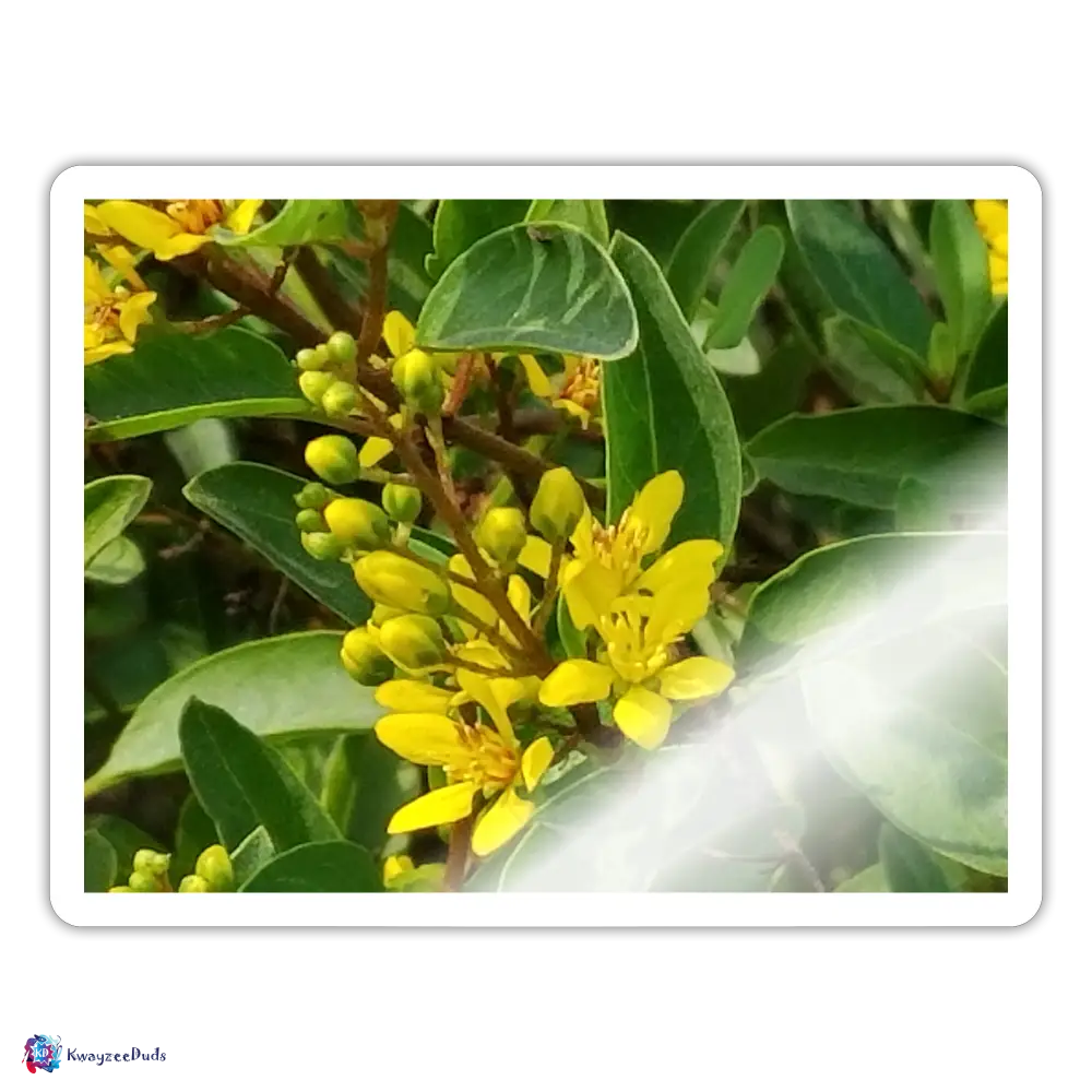 Lodi Garden Yellow Flowers Sticker - white glossy