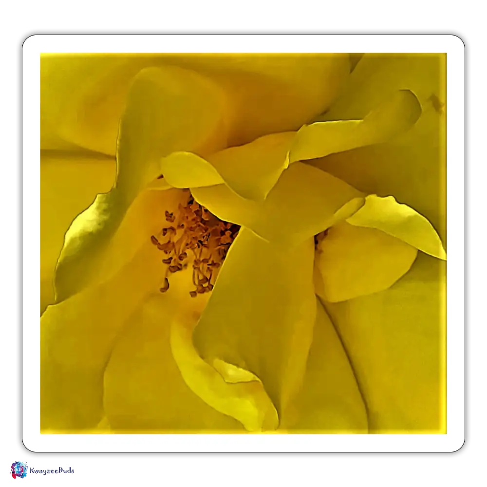 Yellow Rose Sticker - white matte